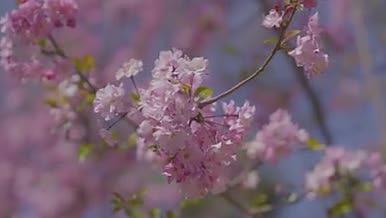 云南春天粉色樱花植物花朵治愈视频的预览图
